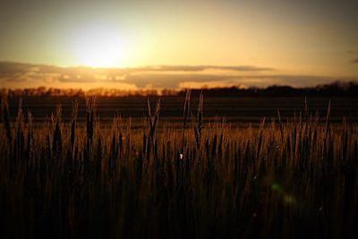 Plants growing on field against sky during sunset