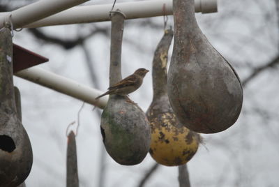 Close-up of fruits hanging on fruit