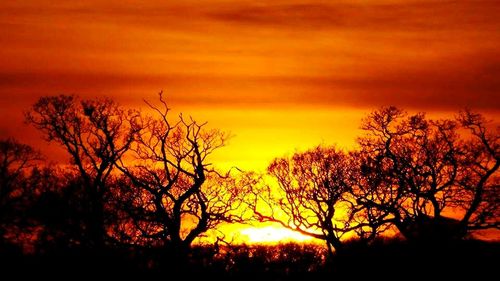 Silhouette of trees at sunset