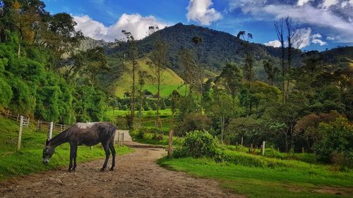 View of a horse on field