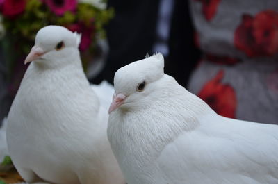 Close-up of white birds