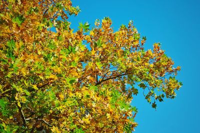Low angle view of autumnal tree against blue sky