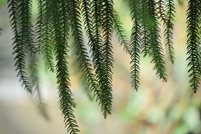 Close-up of leaves