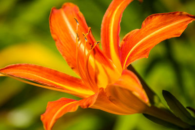 Close-up of orange day lily