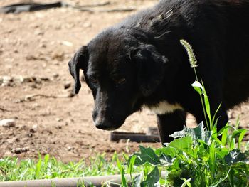 Close-up of black dog