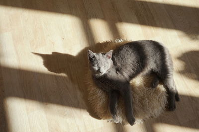 High angle view of cat resting on floor