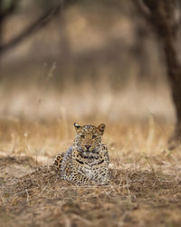 Cat lying on a land