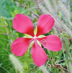 Close-up of pink flowers