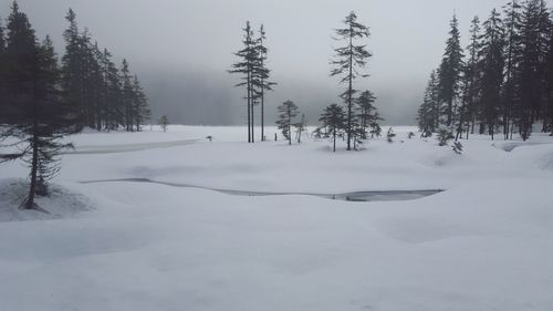 Trees on snow covered landscape against sky