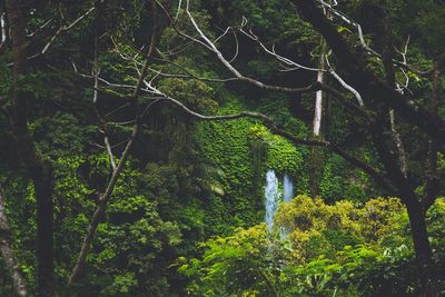 Trees growing in forest