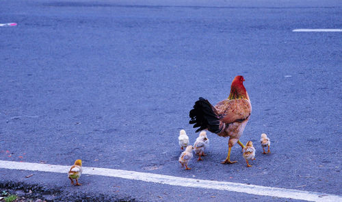 High angle view of chickens crossing road