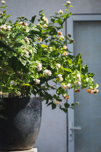 Close-up of potted plant