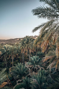 Scenic view of landscape against clear sky