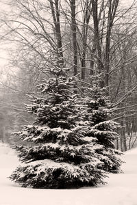 Snow covered trees in forest