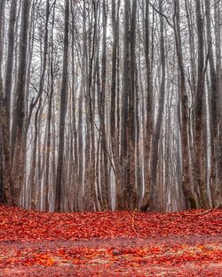 Trees growing in forest during autumn