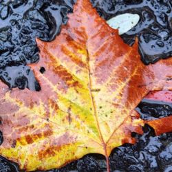 Close-up of maple leaves