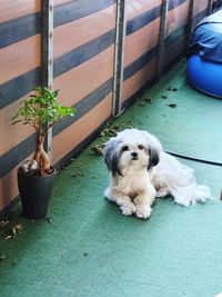 High angle view of dog sitting on steps