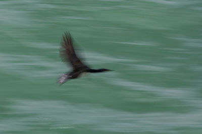 View of seagull flying over sea