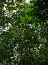 Low angle view of bamboo trees in forest