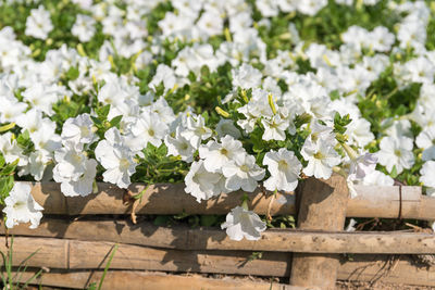 Close up of white petunias flower in garden