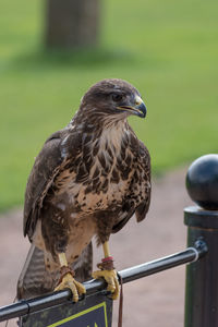 Close-up of bird perching on wooden post