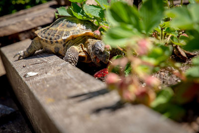 Close-up of lizard on a wood