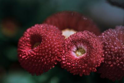 Close-up of red flower