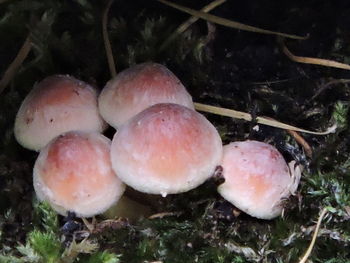 Close-up of mushrooms growing outdoors