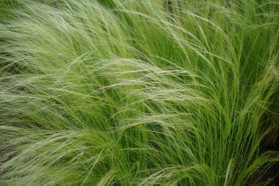 Full frame shot of crops growing on field