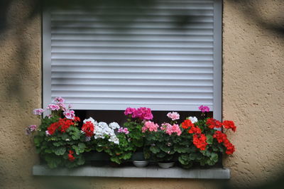 Flower pots on window