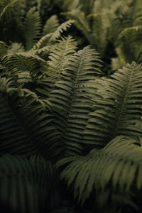 Close-up of fern leaves