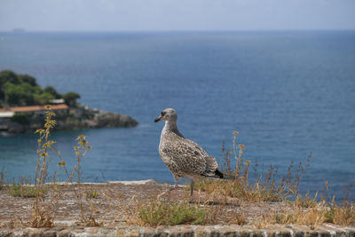 Seagull perching on retaining wall