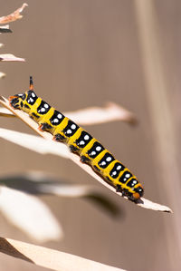 Close-up of caterpillar on leaf