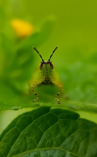 Close-up of insect on plant