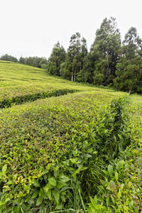 Scenic view of field against clear sky