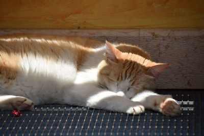 Cat sleeping under bench