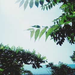 Low angle view of tree against clear sky
