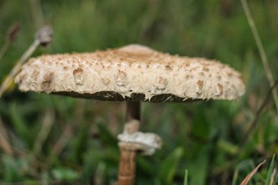 Close-up of mushroom on grass