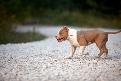 Side view of a dog on land