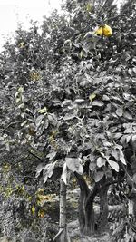 Close-up of yellow leaves on tree trunk