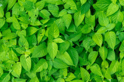 Full frame shot of green leaves