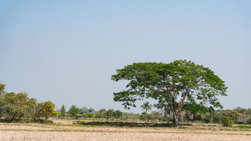 Trees on field against clear sky