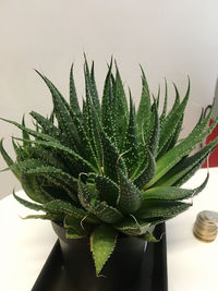 Close-up of succulent plant in pot