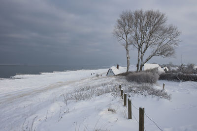 Bare tree on snow covered landscape against sea