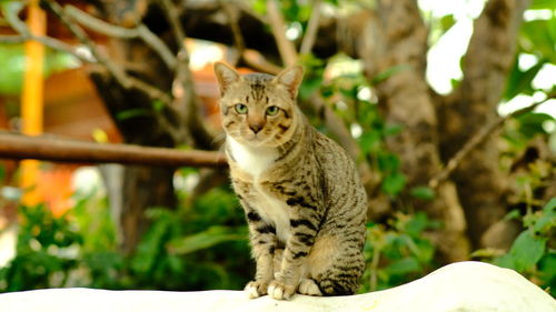 Portrait of cat sitting outdoors