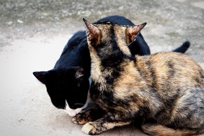 Black cat sitting outdoors