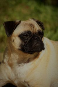 Close-up of a dog looking away