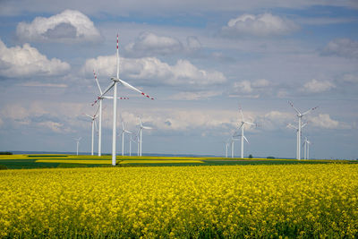 View of oilseed rape field against sky