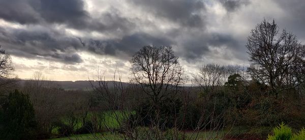 Bare trees on field against sky