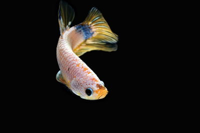 Siamese fighting fish, betta splendens,yellew fish on a black background, halfmoon betta,